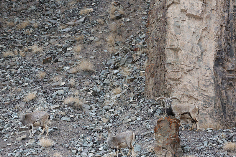 Can You Find The Perfectly-Camouflaged Snow Leopard Hidden On This Mountainside?