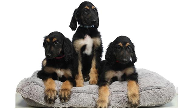 Here’s Why Scientists Cloned The First Cloned Dog
