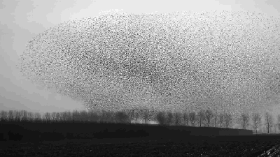 I Can’t Believe There Isn’t A Single Collision In This Massive Swarm Of Birds