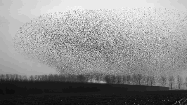 I Can’t Believe There Isn’t A Single Collision In This Massive Swarm Of Birds