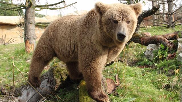 DNA Evidence Shows Yeti Was Local Himalayan Bears All Along