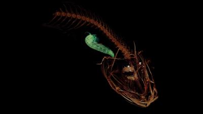World’s Deepest-Living Fish Found 8 Kilometres Beneath The Sea Surface
