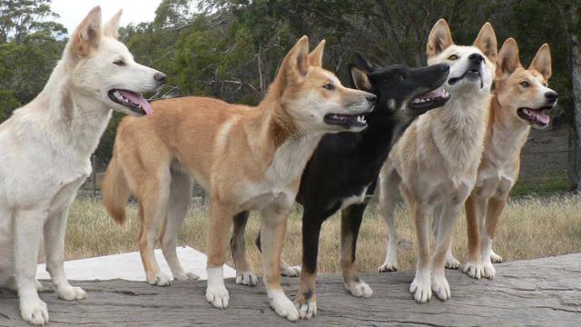 We Now Know Where Dingoes Came From (And It Might Help Save Them)