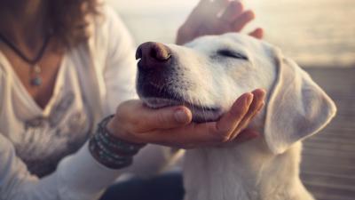 Reminder: Your Pets Can Get Skin Cancer, Too