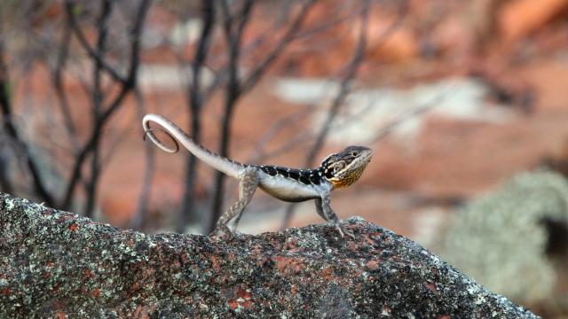 Australian Scientists Are Using 3D Animation To Study Lizard Behaviour