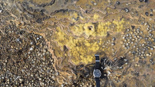 Australian Scientists Just Found A 3.7 Billion Year Old Living Fossil In Tasmania