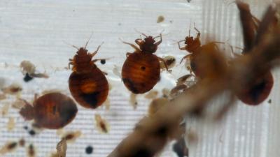 DIY Bed Bug Treatment Attempt Accidentally Results In Massive Fire