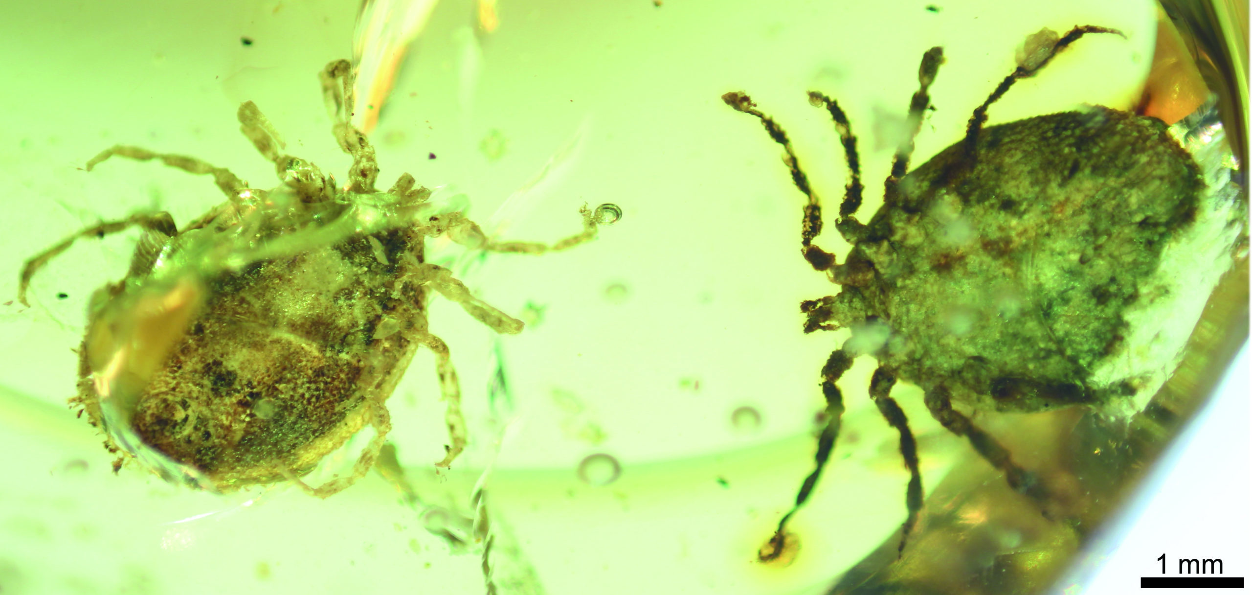 New Evidence From Ancient Amber Shows Dinosaurs Were Plagued By Ticks