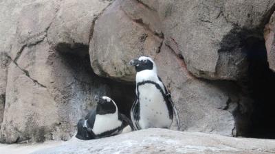 Two African Penguins Are About To Hatch And You Can Watch Live