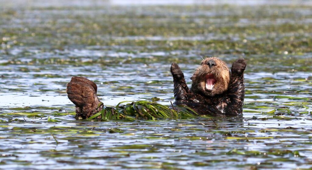 Behold The Most Hilarious Wildlife Photos Of 2017