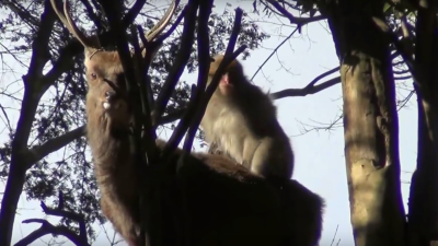 Monkeys Screwing Deer In Japan Surprises Humans, Somehow