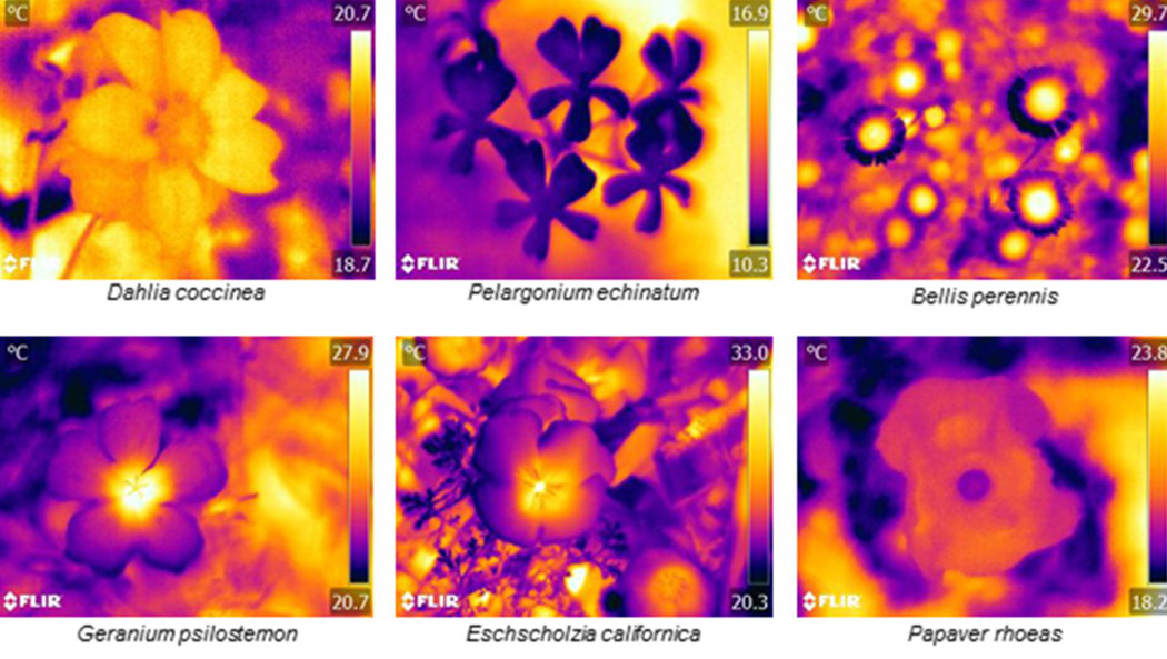 Flowers Express ‘Invisible’ Heat Patterns To Attract Bees