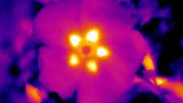 Flowers Express ‘Invisible’ Heat Patterns To Attract Bees