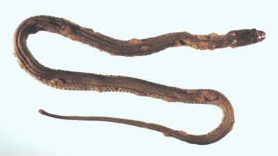 Brutal Fungal Disease Could Threaten Snakes On A Global Scale