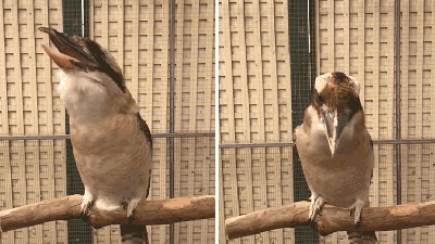 A Kookaburra Laughing In Slow Motion Is Your New Nightmare Fuel