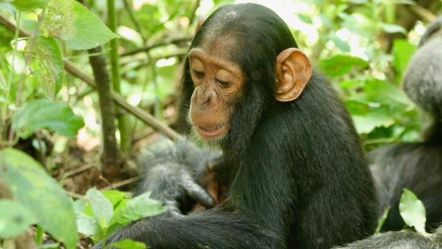 A 2-Year-Old Chimp Named Betty Died From Common Cold Virus We Didn’t Even Know Chimps Could Catch