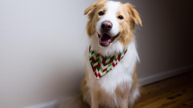 Christmas Gifts For Good Dogs, Brent (And Other Pets Too!)