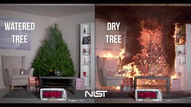 This Is Why You Should Water Your Christmas Tree Daily
