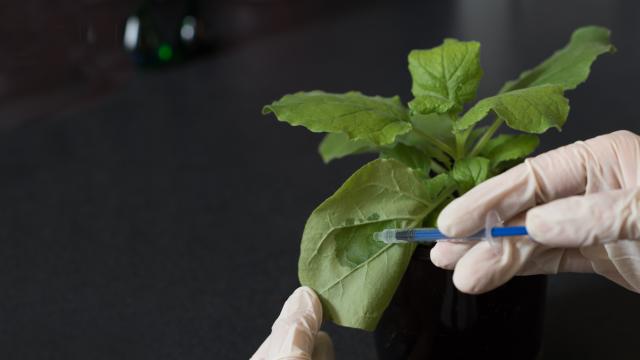 Australian Scientists Are Finding Out How the Tobacco Plant Can Save Your Life