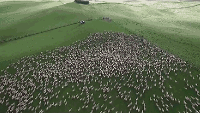 Drone Captures The Trippy Controlled Chaos Of Dogs Herding Sheep