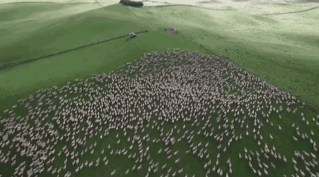 Drone Captures The Trippy Controlled Chaos Of Dogs Herding Sheep