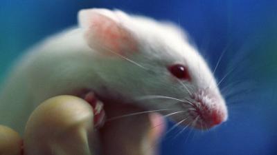 An Experimental Drug For Obesity Shows Promise In Treating Alzheimer’s – At Least In Mice 