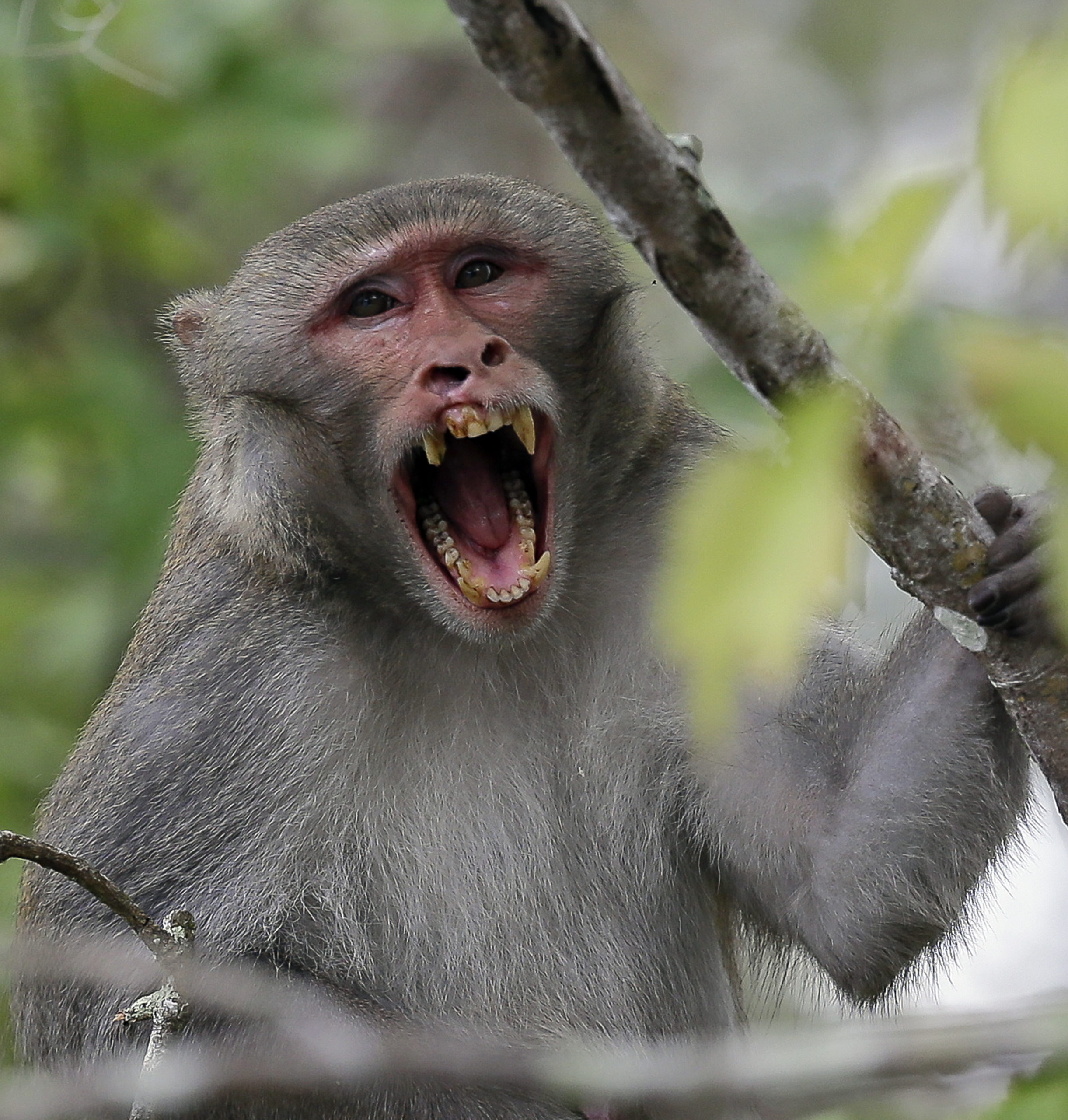 Avoid Monkeys In Florida Because They Could Give You Killer Herpes