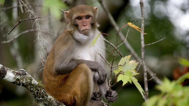 Avoid Monkeys In Florida Because They Could Give You Killer Herpes