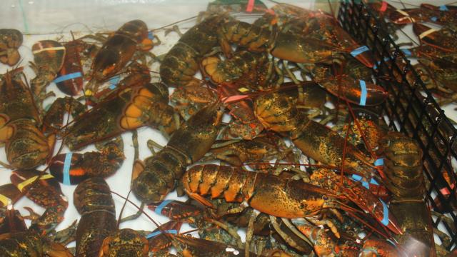 Switzerland Outlaws Boiling Lobsters Alive