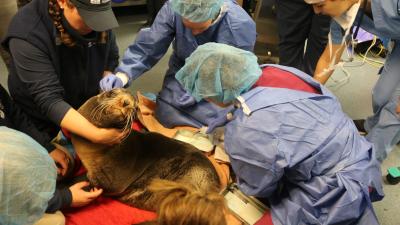 The Tricky Science Of Brain Surgery On An Adorable Fur Seal