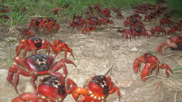 Christmas Island’s Millions Of Migrating Baby Crabs Are A Bonkers Sight To Behold