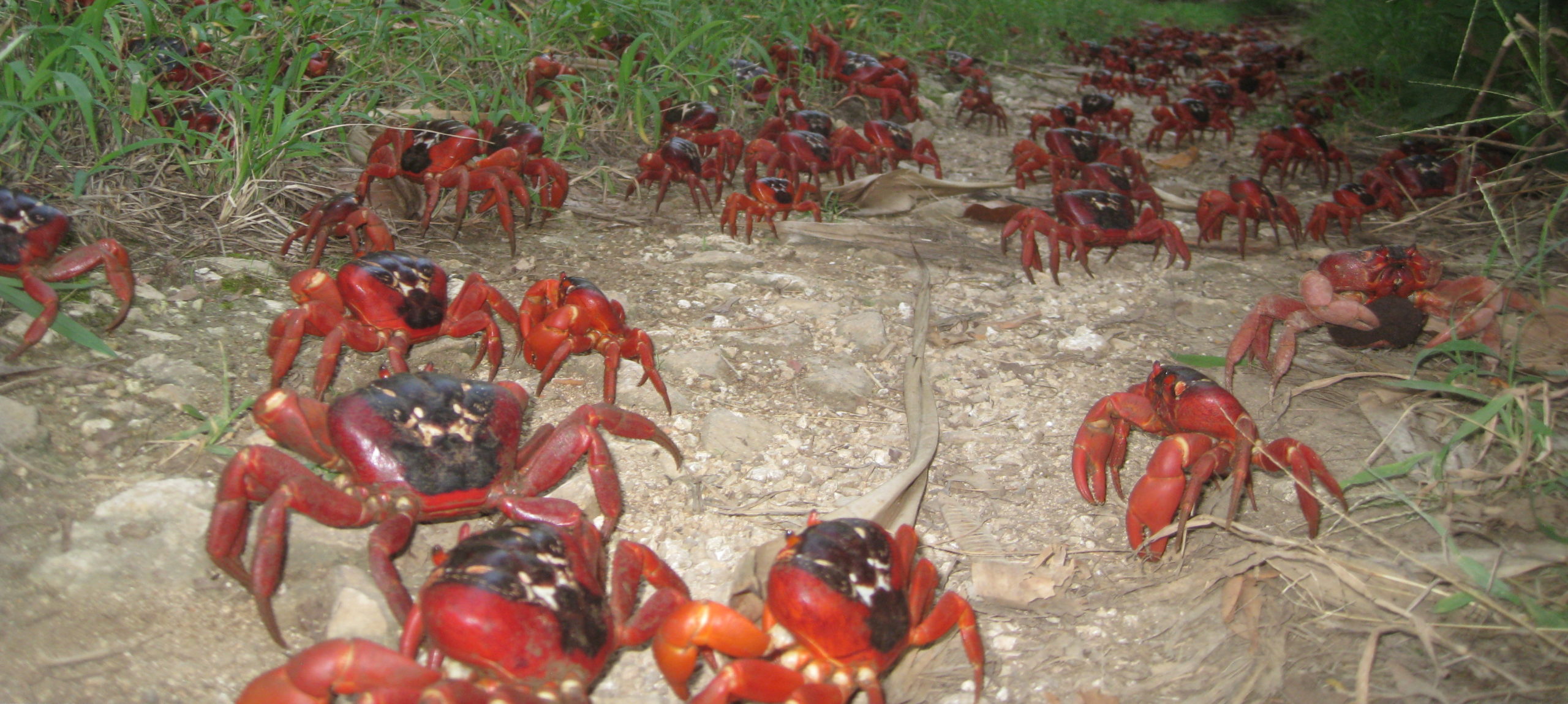Christmas Island’s Millions Of Migrating Baby Crabs Are A Bonkers Sight To Behold