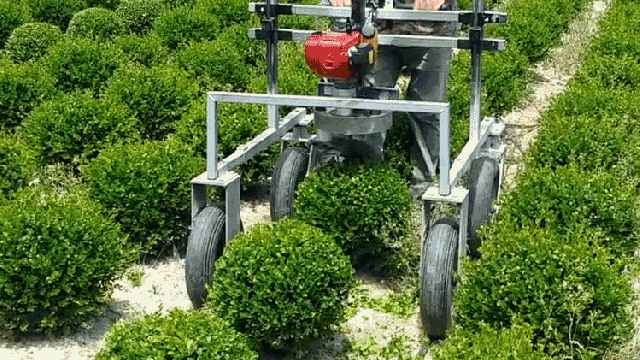 I’m Completely Mesmerised By This Machine Whose Only Function Is Making Tiny Hedge Spheres