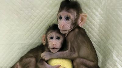 Chinese Scientists Have Successfully Cloned Monkeys For The First Time 