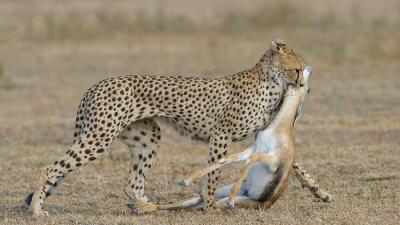 How Evolution Turned Lions And Cheetahs Into Such Formidable Killing Machines