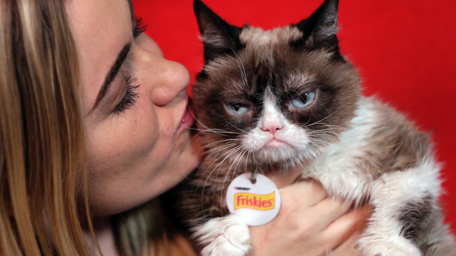 Grumpy Cat Wins $880,000 For Copyright Infringement As Memes Continue To Dominate Society