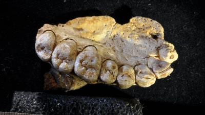 Stunning Fossil Discovery Pushes First Human Migration Out Of Africa Back 50,000 Years