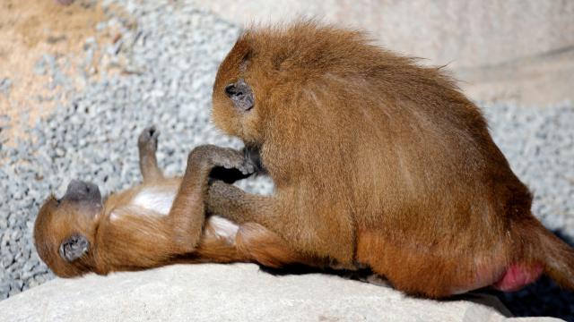 Parisian Zoo Recaptures 50 Escaped Baboons