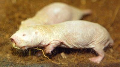 Naked Mole-Rats Could Theoretically Live Forever, Study Suggests