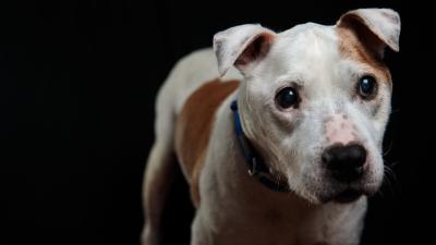 Study: Dogs Bite Anxious People More
