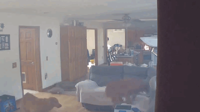 Nest Cam Catches Dog Starting A House Fire By Stealing A Pancake