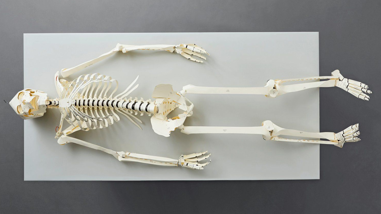 A Textbook That Turns Into A Lifesize Paper Skeleton Should Be Standard At Med Schools