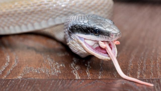 Snakes Could Be Spreading Flowers By Pooping Mice