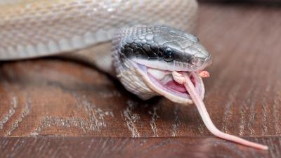 Snakes Could Be Spreading Flowers By Pooping Mice