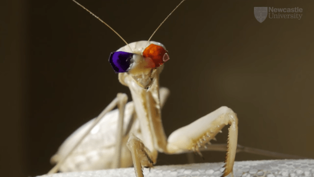 Praying Mantises Have A Completely Different Way Of Seeing In 3D