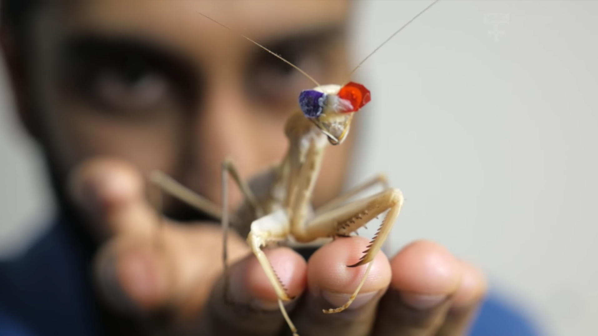 Praying Mantises Have A Completely Different Way Of Seeing In 3D