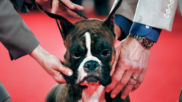 Why Purebred Dogs Are Sick, Miserable And Ugly
