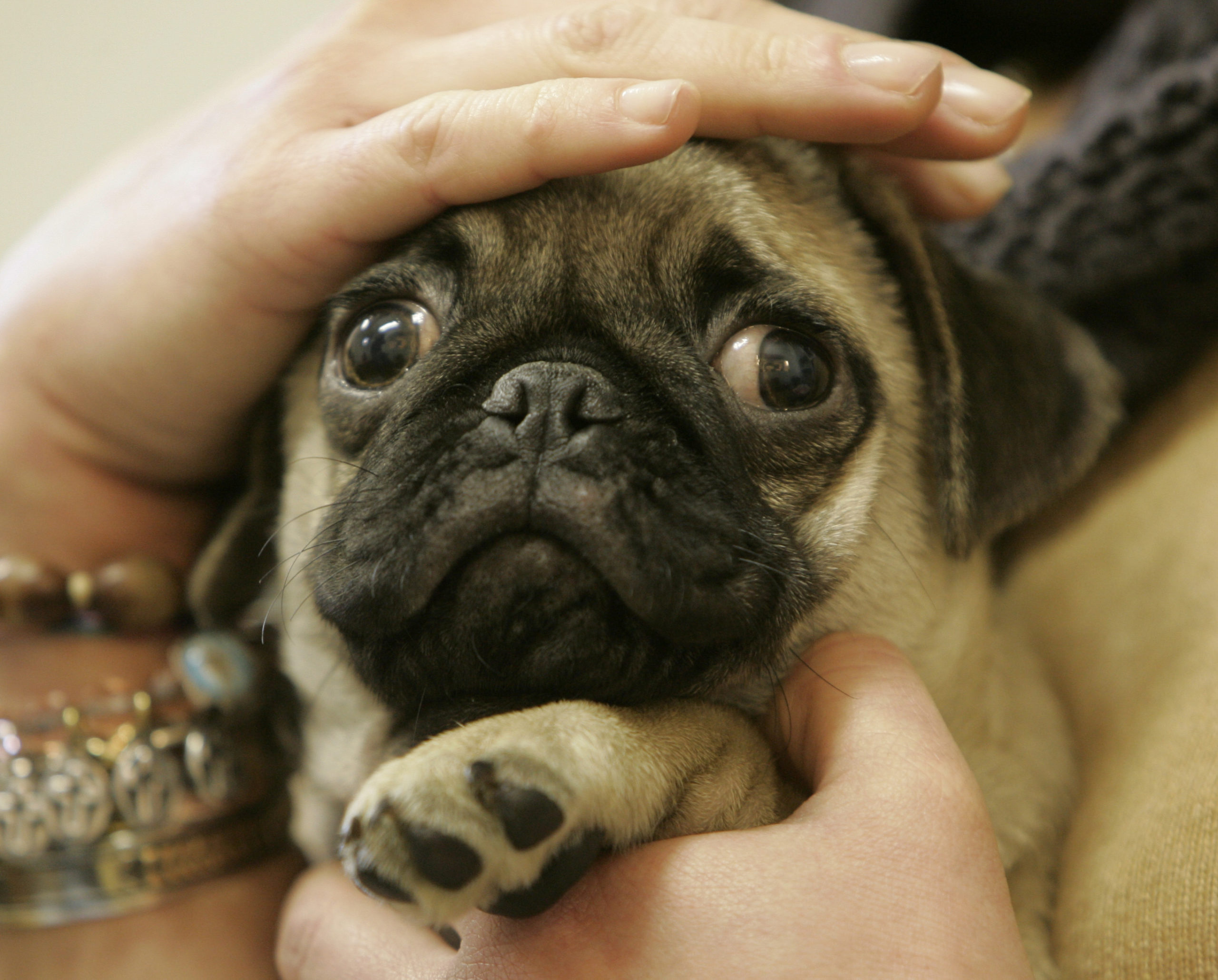 Why Purebred Dogs Are Sick, Miserable And Ugly