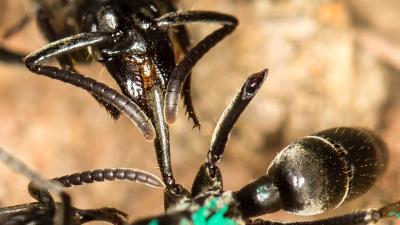These Warlike Ants Rescue Wounded Comrades And Even Provide Medical Care