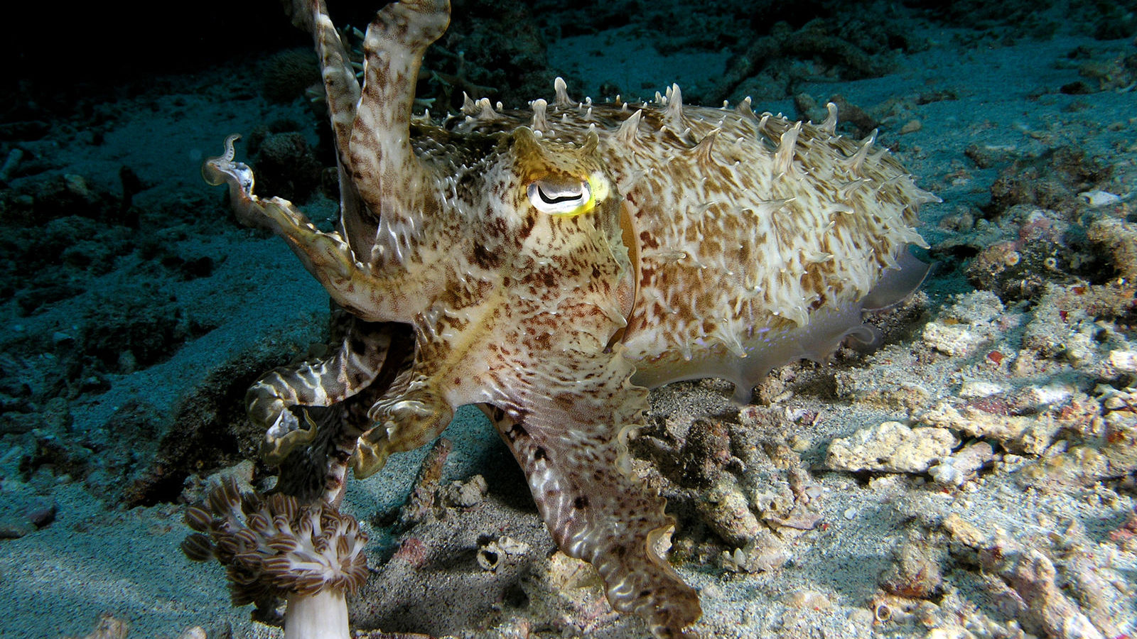 Secrets Of The Cuttlefish's Uncanny Camouflage Abilities Revealed